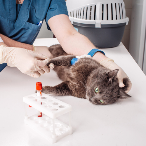 Biochemistry report form from McCallum Centre Animal Hospital for pets
