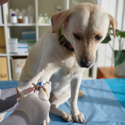 CBC complete blood count form from McCallum Centre Animal Hospital for pets