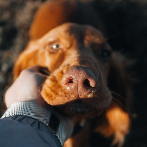 Chronic pain management guide from McCallum Centre Animal Hospital