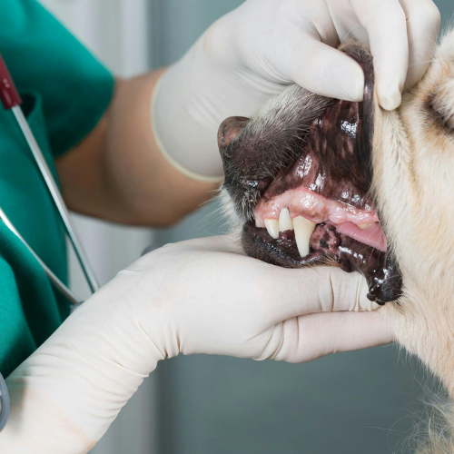 Clotting factor diagnostic form from McCallum Centre Animal Hospital for pets