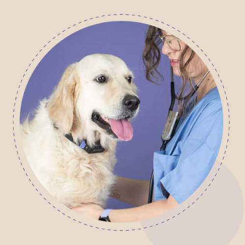 Continuous care services form from McCallum Centre Animal Hospital