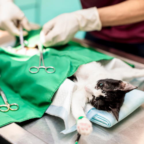 Cystotomy procedure form from McCallum Centre Animal Hospital for pets