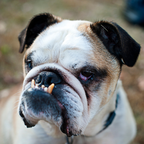 Dental issues information from McCallum Centre Animal Hospital for pets