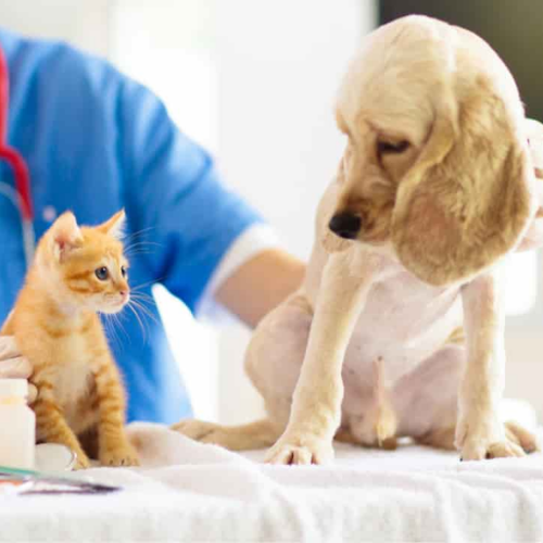 Endocrinology and hormone testing form from McCallum Centre for pets