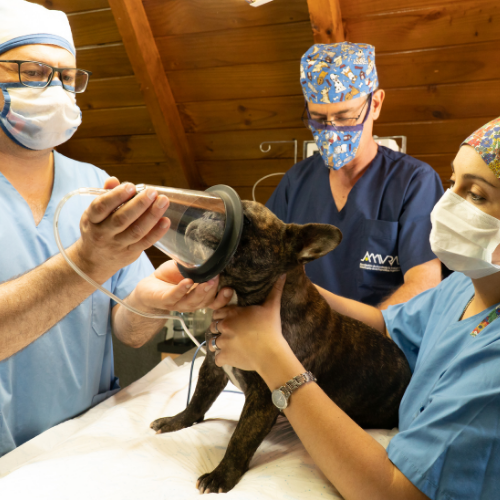 General anesthesia service form from McCallum Centre Animal Hospital