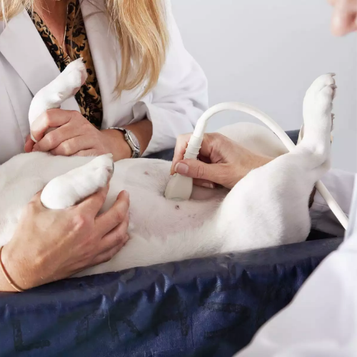 Geriatric panels testing form from McCallum Centre Animal Hospital