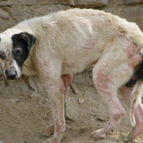 Information on infections from McCallum Centre Animal Hospital for pets