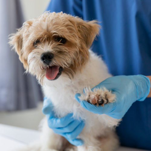 Lactate testing form from McCallum Centre Animal Hospital for pets