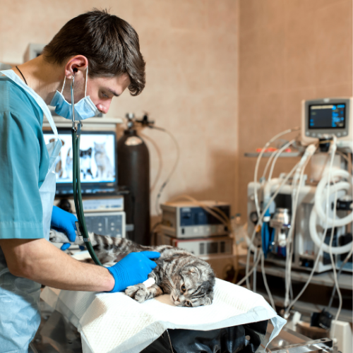 Local anesthesia service form from McCallum Centre Animal Hospital
