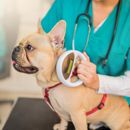 Microchip pet identification form from McCallum Centre Animal Hospital