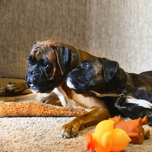 Neurological conditions guide from McCallum Centre Animal Hospital for pets