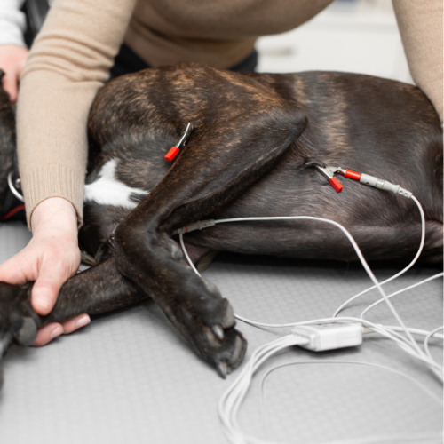 Patient monitoring service form from McCallum Centre Animal Hospital