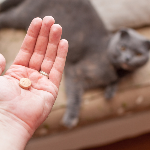 Pharmacy form from McCallum Centre Animal Hospital for pet medication needs