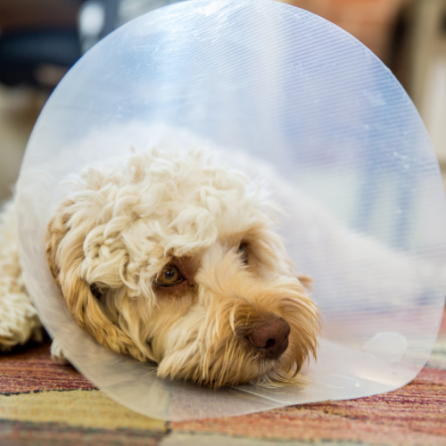 Post-surgery recovery instructions from McCallum Centre Animal Hospital