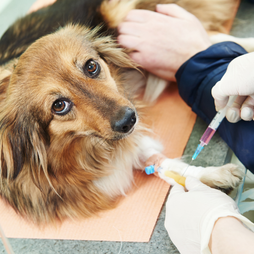 Progesterone testing form from McCallum Centre Animal Hospital for pets