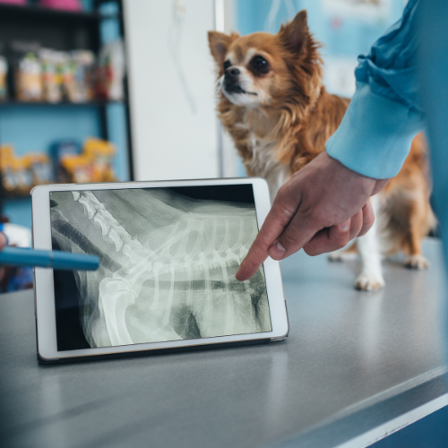Radiology imaging service form from McCallum Centre Animal Hospital