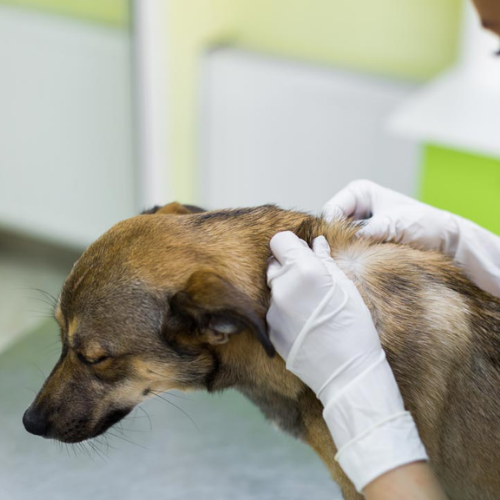 Skin scraping diagnostic form from McCallum Centre Animal Hospital