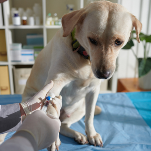 Snap testing for parvo, FELV/FIV, pancreatitis at McCallum Centre Animal Hospital