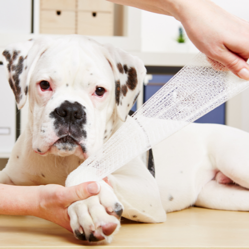 Soft tissue injuries information from McCallum Centre Animal Hospital