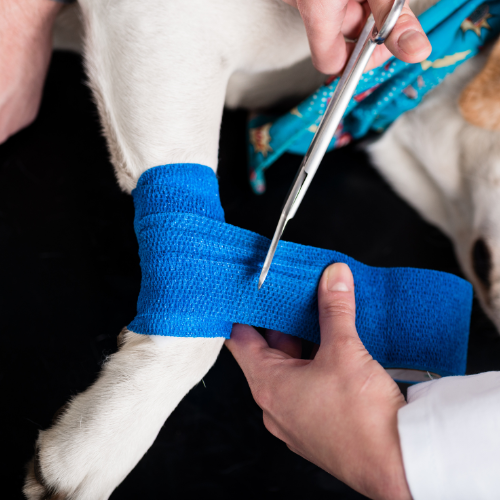 Tendon and ligament injury information from McCallum Centre Animal Hospital