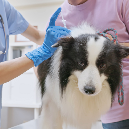 Tranquilization and sedation form from McCallum Centre Animal Hospital