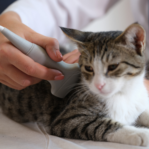 Ultrasonography service form from McCallum Centre Animal Hospital for pets