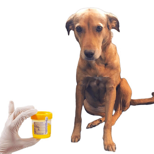 Urinalysis report form from McCallum Centre Animal Hospital for pets