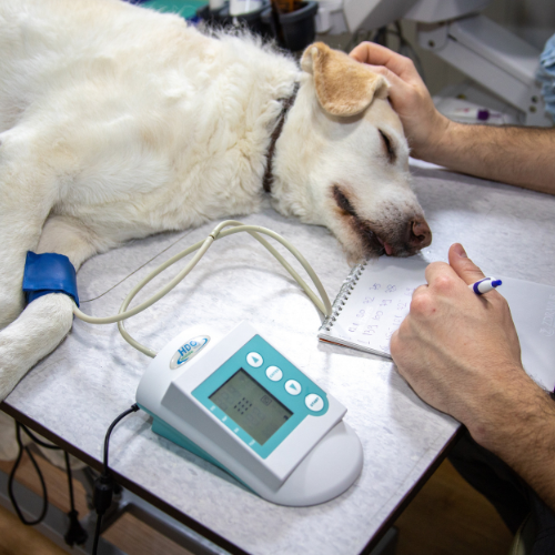 Veterinary specialist referral form from McCallum Centre Animal Hospital