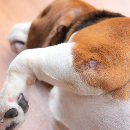 Wound healing guide from McCallum Centre Animal Hospital for pets
