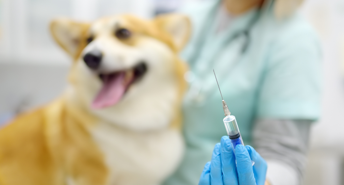 Parvo In Dogs And Puppies Symptoms, Signs, & Parvovirus