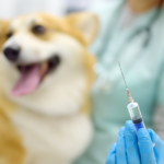 Parvo In Dogs And Puppies Symptoms, Signs, & Parvovirus