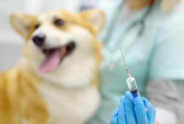Parvo In Dogs And Puppies Symptoms, Signs, & Parvovirus