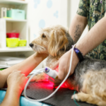 Cold-laser-therapy-for-dogs