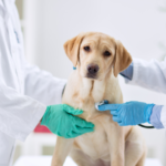 emergency-vet-services-in-abbotsford