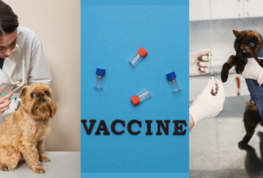 Pet-Vaccinations-Schedule-For-Dogs-And-Cats